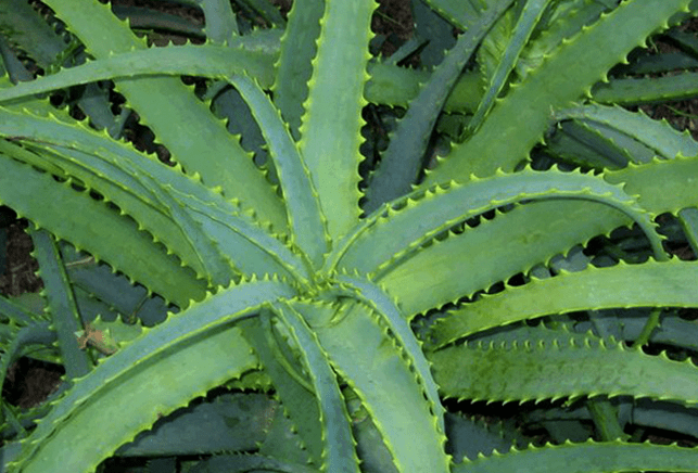 Kalanchoe treats male ailment